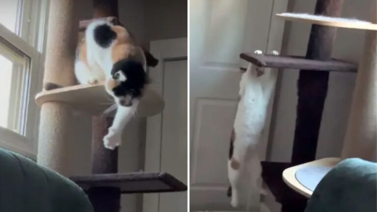 Blind Cat In Ohio Rewrites What Strength Looks Like, Watch Her Maneuver Her Climbing Post