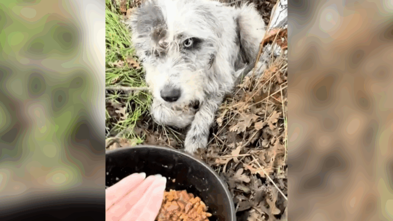 California Couple Sees A Dog In A Ditch, Then Realizes What She’s Doing And Why She Won’t Move