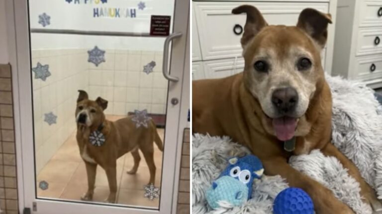 Dog Gets Forever Home After Waiting For 5 Years At Miami Shelter, His Adoption Goes Viral