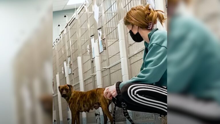 North Carolina Dog Labeled ‘Aggressive’ Was Hours From Euthanasia Until One Woman Stepped In