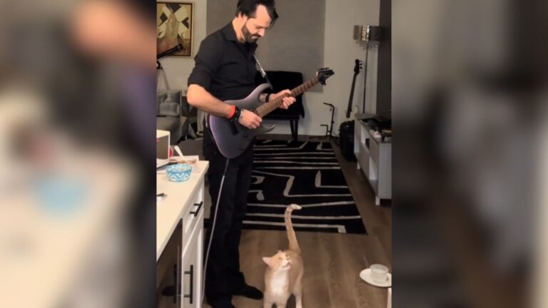 Nashville Musician Turns Cat’s Meows Into A Guitar Duet Millions Can’t Stop Watching