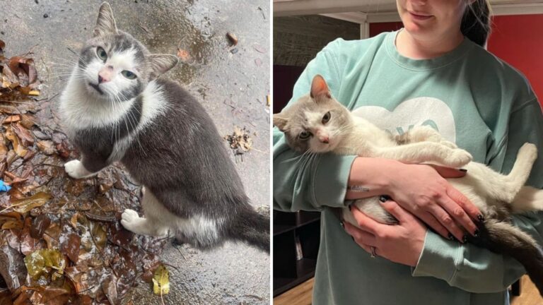 New Jersey Woman Learns Her Neighbors Left Their Cat Behind After Moving And Decides To Step In
