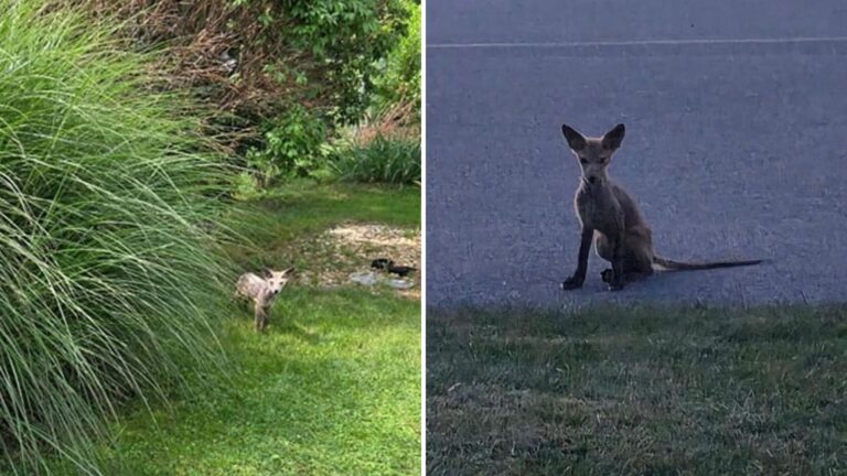 Lancaster Neighbors Follow An Unfamiliar Bare Creature, Then Notice Something Disturbing