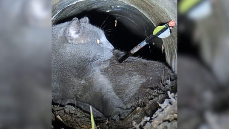 Florida Neighbors React In Shock After Seeing A Cat Dragging Himself With An Arrow In His Body