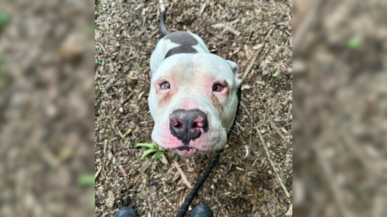 Louisville Locals Keep Seeing A Dog Hiding In A Bush For 3 Days, Then Realize Why