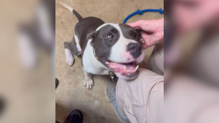 Georgia Neighbors Rally To Save A Dog Who Spent 4 Years In A Cage With Nothing But Suffering