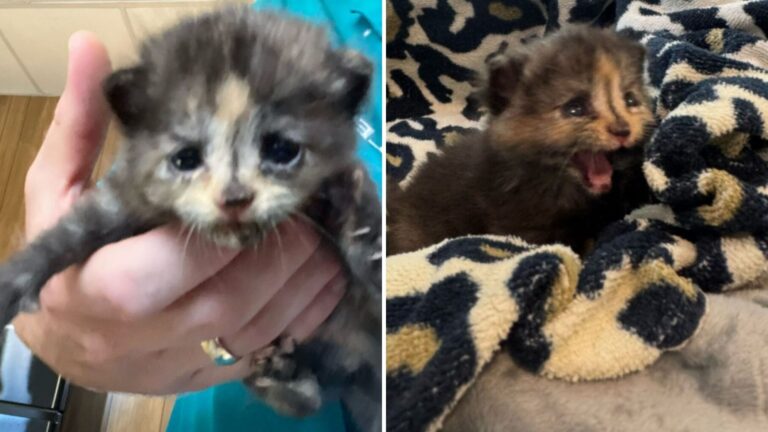 North Carolina Workers Hear Crying In Drywall And Find This Little Soul Trapped And Terrified