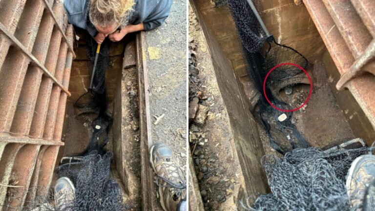 New Jersey Team Hears Squeaky Cries From A Storm Drain, What They Discover Is Heartbreaking