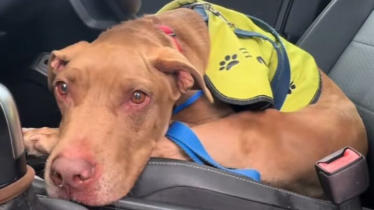 Florida Shelter Dog Has The Best Day Out But What Happens When It Ends Breaks Millions Of Hearts