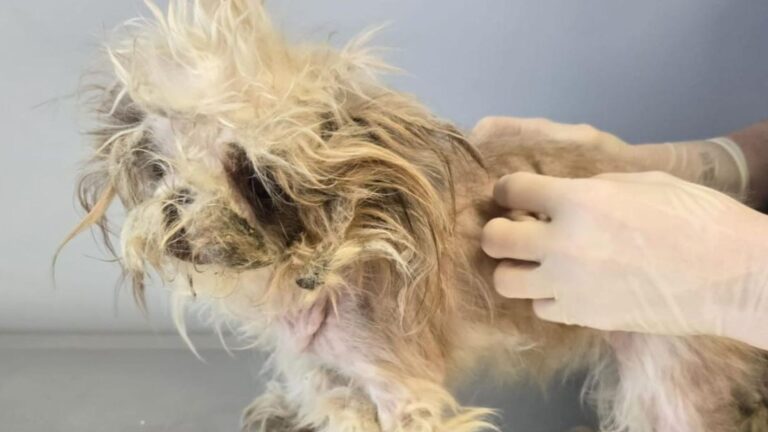 Pennsylvania Shelter Gives Matted Dog A Miraculous Makeover, But Then Gets Devastating News