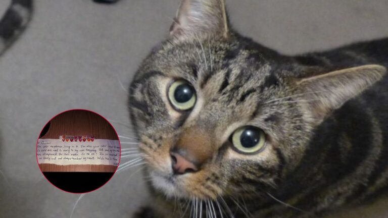 While Mourning His Beloved Cat, NY Man Receives A Surprising Letter That Consoles Him