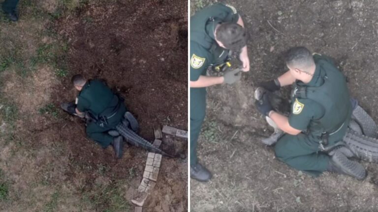 Shocking Video Shows Officers Catching Huge Alligator In Florida Yard, Watch Until The Very End