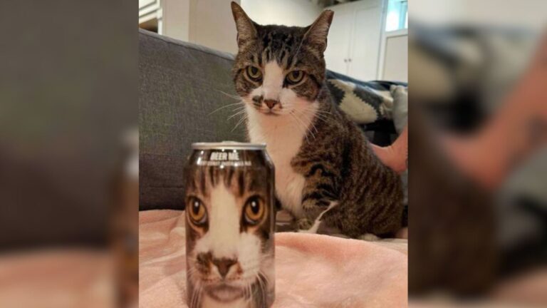 After Completing 19 Radiation Sessions, Beloved Ohio Brewery Cat Is Ready To Return To Work