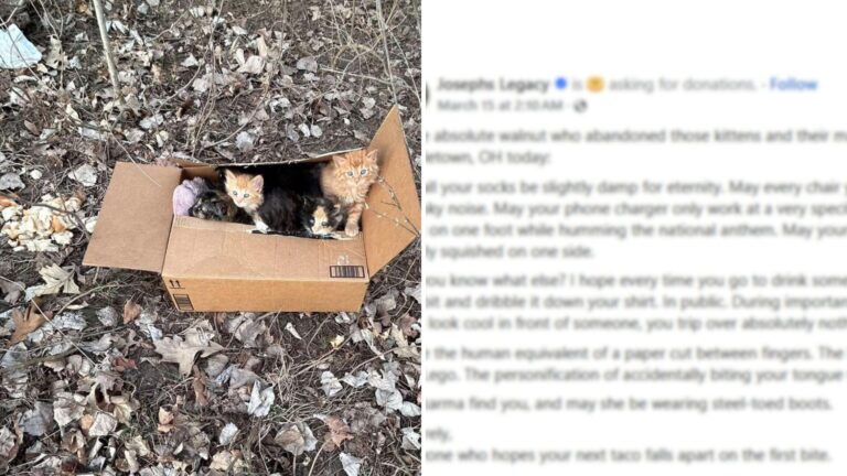 Ohio Team Finds Cat Family Dumped In A Box And The Message That Follows Says It All