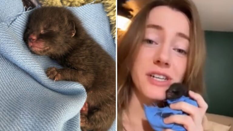 Tiny Kitten ‘Mistakenly’ Rescued In Hawaii Now Believes Her Rescuer Is Her Real Mom