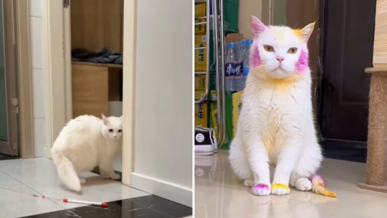 Illinois Man Decides To Dye His Cat’s Fur And The Reason Will Melt Your Heart