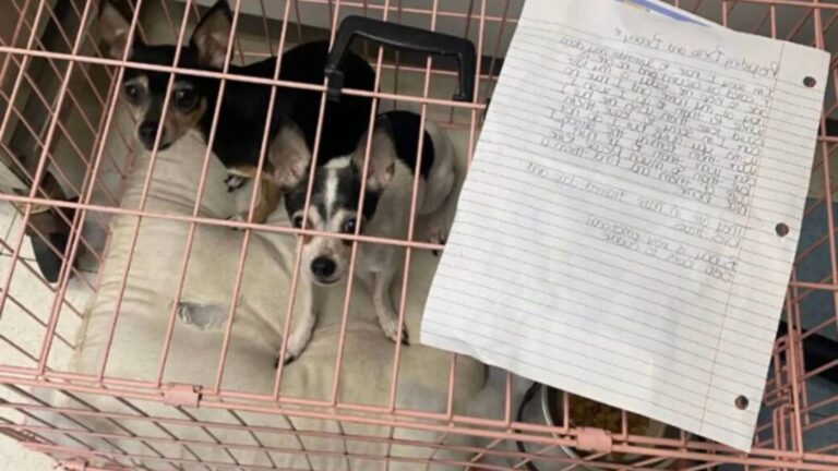 Pink Crate Left Outside Pennsylvania Shelter Reveals A Heartache No One Was Prepared To Witness