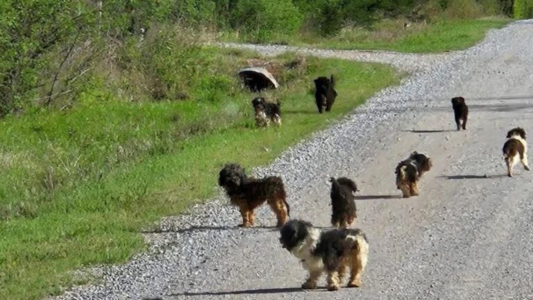 Oklahoma Driver Stops In Shock As A Pack Of Terrified Puppies Flood The Road In Front Of Him