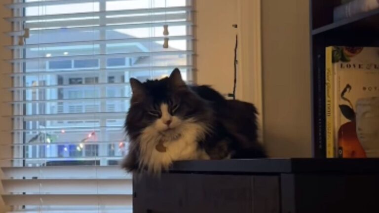 Florida Family Nearly Cancels Vacation After Seeing What Their Cat Did On Pet Cam