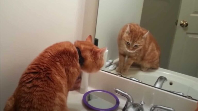 Pennsylvania Family Catches Their Cat Talking To Himself In The Mirror And Captures It On Video
