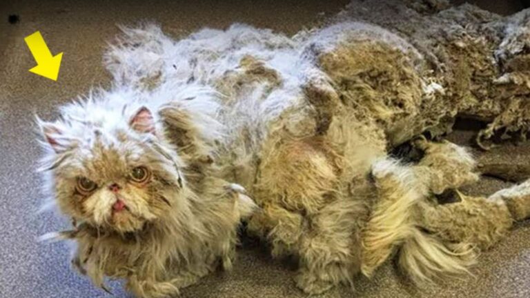 Chicago Persian Cat Gets Groomed For The First Time In 8 Years And Looks Unrecognizable