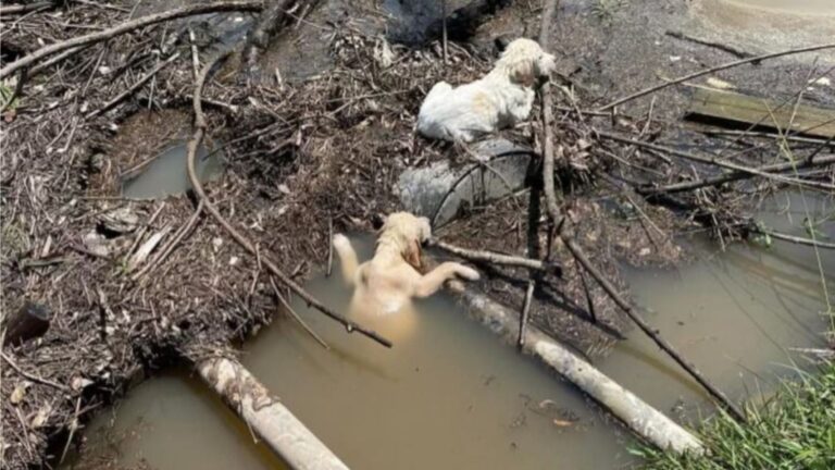 NY Driver Horrified After Seeing Someone Throw Puppies From Moving Car Into Rushing Stream