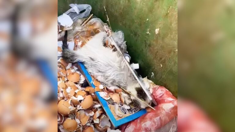 Texas Man Checks Trash Can After Hearing ‘Sound’, What He Finds Is Just Too Painful To Process