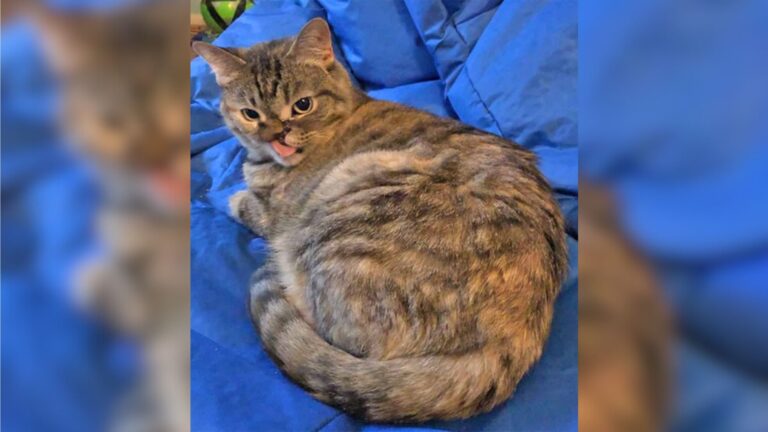 Staff At Florida Shelter Stunned When They Learn This Cat Survived Being Shot In The Face