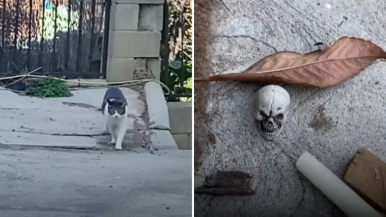 Philadelphia Cat Goes Viral After Owner Shares Videos Of Her Unbelievable Habit