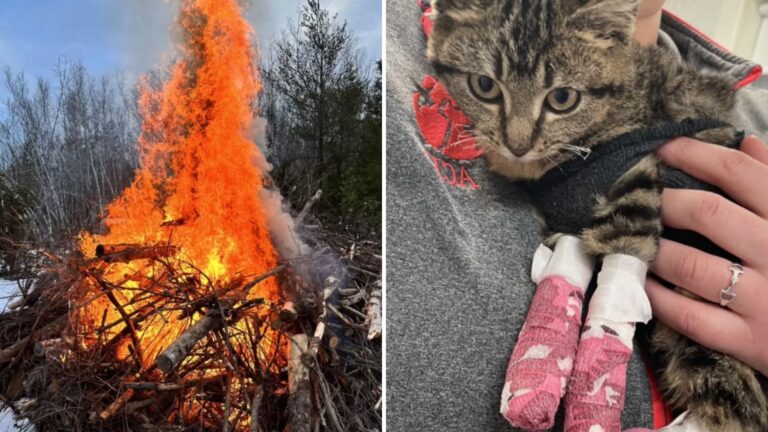 Tiny Kitten Crawls Into Brush Pile In Massachusetts Unaware It Was About To Be Set On Fire