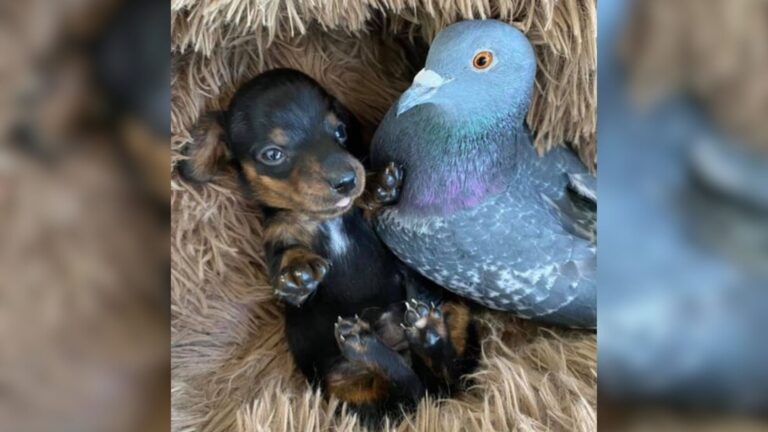 New York Woman Takes In A Rescue Pigeon Who Can’t Fly, Then Something Amazing Happens