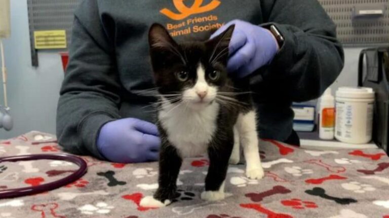 Utah Rescue Kitten Survives Challenging Open-Chest Surgery, Then Gets A Fairy Tale Ending