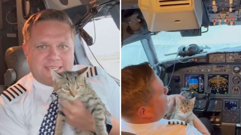 Denver Pilot Meets A Stray Kitten And Adopts Her In The Middle Of The Flight