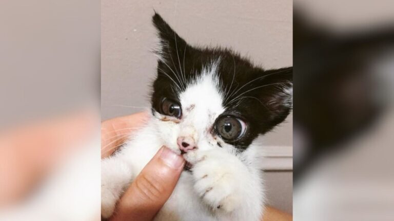 Chicago Woman Opens Strange Box Left On Her Porch And Finds ‘1.3 Pounds Of Eyeballs And Sass’