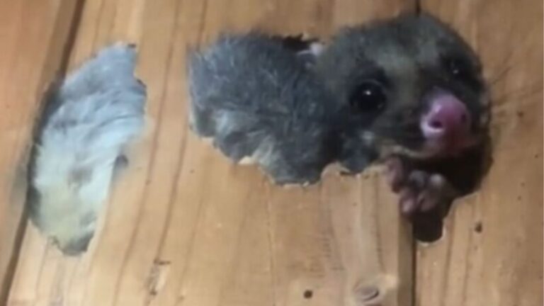 Texas Homeowner Removes Picture Frame From The Wall And Suddenly A Tiny Face Peeks Out