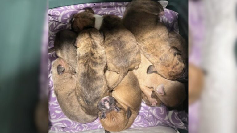 NJ Officers Respond To Call About Abandoned Puppies, But Nothing Could Prepare Them For This