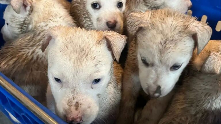 Woman Sees A Blue Basket In South Dakota Park And Feels Her Chest Tighten When She Looks Inside