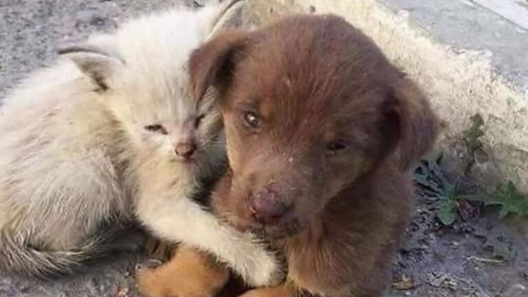 Puppy And Kitten Abandoned On Cold Virginia Street Cling To Each Other In A Heartbreaking Scene