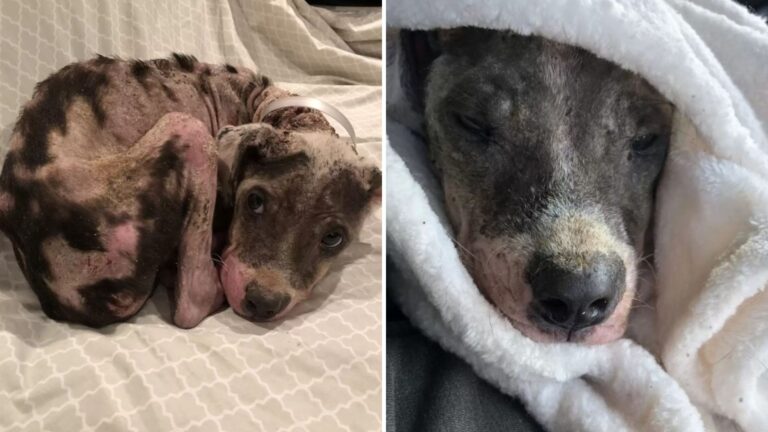 Texas Puppy Barely Alive From Neglect And Malnutrition Looks Like A Million Bucks Post Rescue