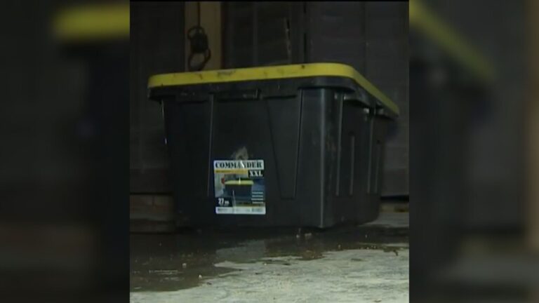 Las Vegas Walmart Staff Find A Sealed Box In A Cart, Then See A Tiny Nose Peeking Out