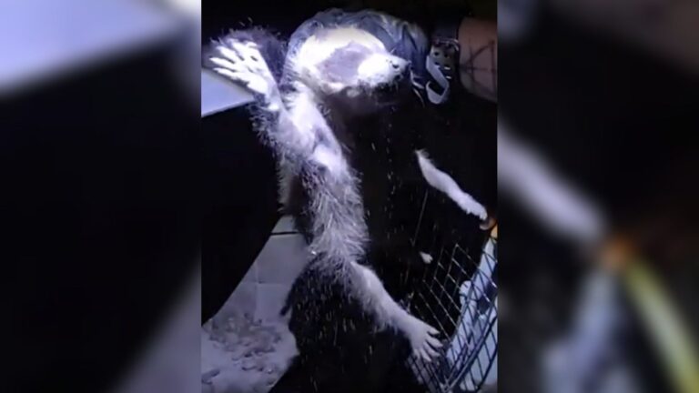 Colorado Homeowner Opens Their Wood Stove And Can’t Believe What They’re Seeing