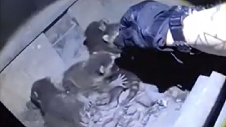 Colorado Homeowner Opens Their Wood Stove And Gets The Shock Of A Lifetime