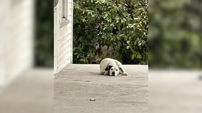 Dog Sitting On Abandoned Porch In Indiana Brings Woman To Tears After She Learns The Truth
