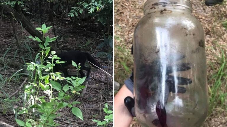 Florida Community Stunned To Learn The True Identity Of A Creature With A Jar Stuck On Its Head