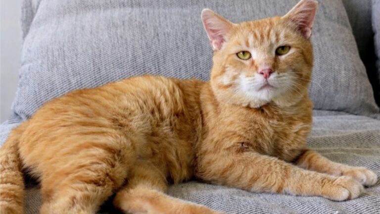 After Surviving Ohio Streets For Years, Rescue Cat Proves He Was Born To Be Special