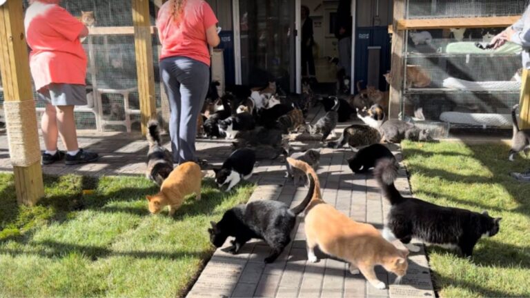 Watch The Moment Minnesota Rescue Cats Feel Grass For The First Time After Years In Cages