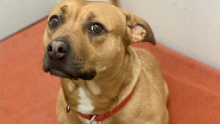 Tennessee Dog Who Gave Her All To Protect Her Puppies Is Now Ready For Love And Pampering