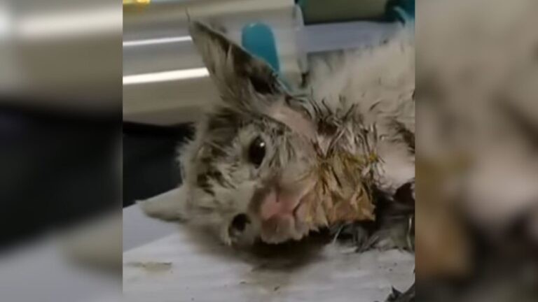 Minnesota Passerby Stumbles Upon Tiny Kitten Completely Covered In Mud Living Its Last Moments