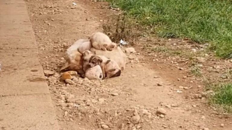 Michigan Team Finds Injured Mama Dog Shielding Her Pups, Then Things Take A Heartbreaking Turn