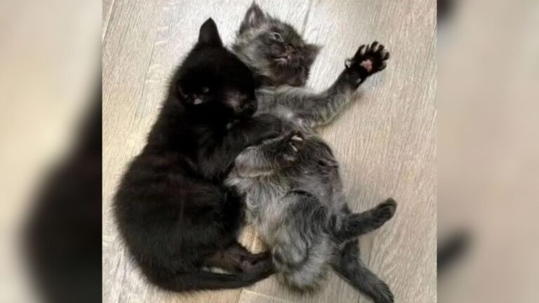 California Team Found Two Furry Babies Alone In A Backyard And Knew There Was No Time To Waste